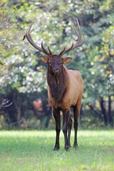 Majestic elk in sunlit forest clearing.