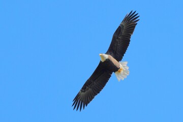 Obraz premium Majestic bald eagle soaring in clear blue sky.