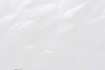 Obraz premium PNG Soft white feather texture, transparent background