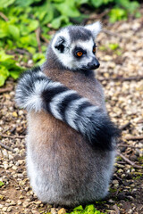 One Of The Most Adorable Animals Of The Animal Kingdom, The Lemur