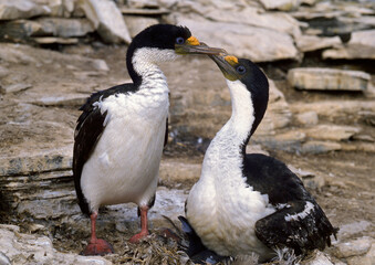 Cormoran impérial, nid,.Leucocarbo atriceps , Imperial Shag,  Iles Falkland, Malouines