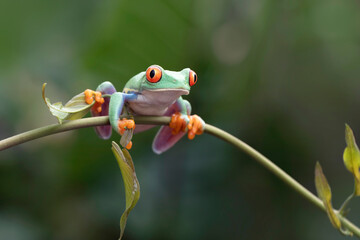 Red-eyed tree frog closeup on branch, red-eyed tree frog (Agalychnis callidryas) closeup
