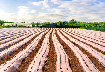 A farm field with rows of covered growing crops. Growing organic vegetables on open ground. Food production. Agroindustry agribusiness. Agriculture, farmland