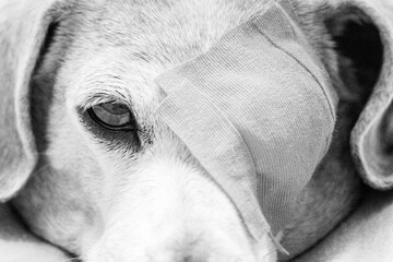 An Eye Patch Fitted To A Miniature Dachshund To Prevent It From Itching Or Rubbing It's Eye Due To...