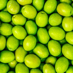 Food background of Fresh Harvested Green Olive for olive oil production pattern texture. Raw fruit for olive oil. Green backdrop of autumn season olive crop