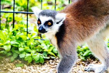 One Of The Most Adorable Animals Of The Animal Kingdom, The Lemur