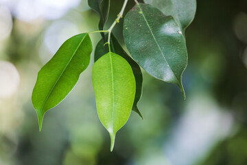 Close-up of green leaves of Ficus benjamina.