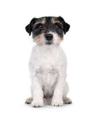 Cute senior Jack Russel dog, sitting up facing front. Looking straight to camera. Isolated on a white background.