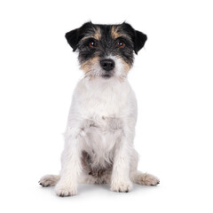 Cute senior Jack Russel dog, sitting up facing front. Looking straight to camera. Isolated on a...