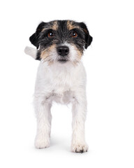 Cute senior Jack Russel dog, standing facing front. Looking straight to camera. Isolated on a white background.