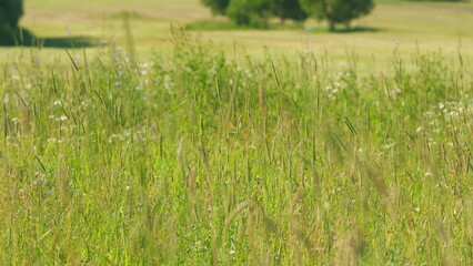 Obraz premium Tall Green Grass Moving In Wind. Meadow Tall Grass And Wild Flowers In Sunlight. Beautiful Green And Tall Grass Grows In Meadow. Slow motion.
