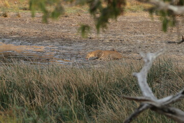 Sri Lankan Leopards in Wilpattu National Park, Sri Lanka 