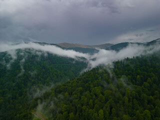 Obraz premium Mystical landscape in a rainy day with mountains forested with firs. Fabulous aerial view with foggy clouds above the trees.