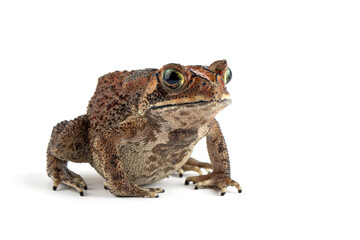 Fototapeta premium Asian common toad (Duttaphrynus melanostictus) isolated on white backkground, Asian common toad (Duttaphrynus melanostictus) closeup