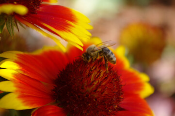 Honigbiene bei der Arbeit