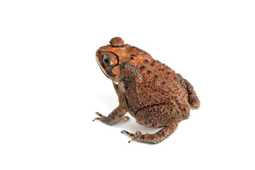 Obraz premium Asian common toad (Duttaphrynus melanostictus) isolated on white backkground, Asian common toad (Duttaphrynus melanostictus) closeup