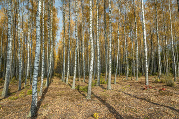 Obraz premium october landscape autumn forest. Poland Europe, Knyszyn Primeval Forest, birch trees