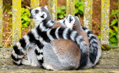 One Of The Most Adorable Animals Of The Animal Kingdom, The Lemur © ANDREW NORRIS
