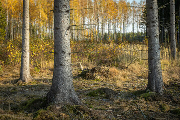 Fototapeta premium Misty autumn forest. October in misty forest. Poland Europe, Knyszyn Primeval Forest spruce