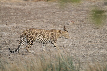 Sri Lankan Leopards in Wilpattu National Park, Sri Lanka 