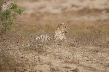 Sri Lankan Leopards in Wilpattu National Park, Sri Lanka 