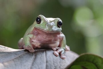 Obraz premium Dumpy frog 