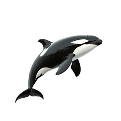 Obraz premium Dolphins jumping in the water, isolated on a transparent background