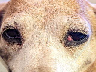 A Common Health Condition With Miniature Dachshunds Is Cherry Eye Which Affects The Tear Duct Area