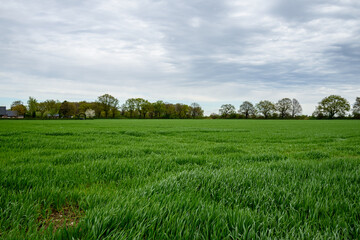Fototapeta premium Spring field in the suburbs of Germany
