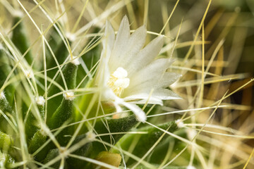 Delicate white flower blooming on a spiky cactus plant