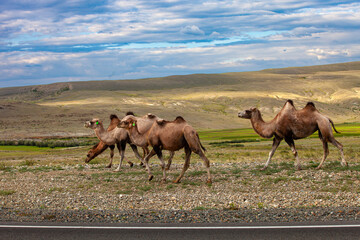 A herd of Bactrian camels walk in a vast, open landscape with mountains in the background. The...