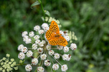Oranged colored batterfly is sitting on bloomed flower.