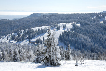 Schnee Winter Schwarzwald  