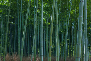 Fototapeta premium 京都嵐山 竹林の風景