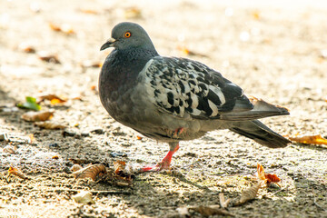 Obraz premium A Pigeon Is One Of The Most Common Birds In The United Kingdom