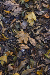 Close-up of fallen leaves