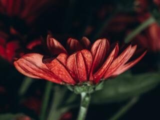 Red chrysanthemum close-up. Beautiful red flower