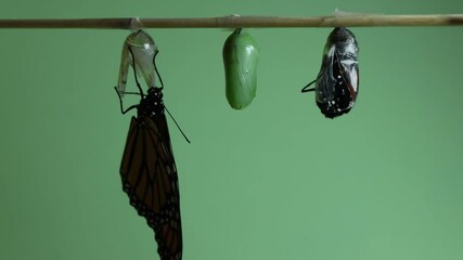 Second Monarch Butterfly, Danaus plexippus, hatches from chrysalis fast speed 650x on light green background