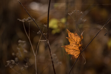 GOLDEN AUTUMN - A colorful maple leaf on a wild bush 