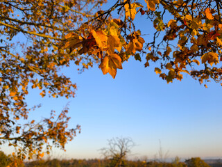 Autumn mood. Yellow leaves shine in the warm evening light