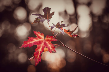 Fototapeta premium Autumn maple leves on a tree with blurred background and close up view.