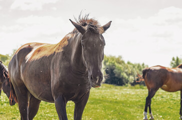 Obraz premium Horse shakes its head with thick dark mane in the pasture, chasing away flies. Veterinary concept.