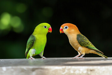 Fototapeta premium contrasting colored birds in confrontation