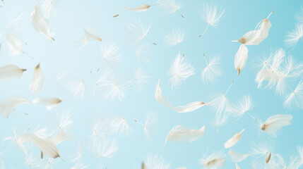 Soft White Feathers Floating on Light Blue Background