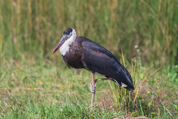 Woolly-necked stork in a lush wetland.