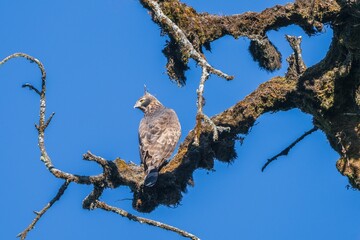 Majestic Hawk on Branch