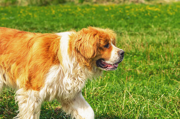 Advertisement for dog food. Moscow guard dog on green grass. Red white fluffy dog with long fur.