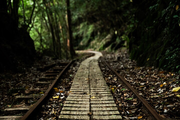 Obraz premium 屋久島の新緑のトロッコ道 Yakushima Japan