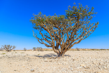 Scenic view of a Frankincense tree growing in the arid landscape of Wadi Dawkah natural park, a unesco world heritage site located in Dhofar, Oman, featuring a clear blue sky