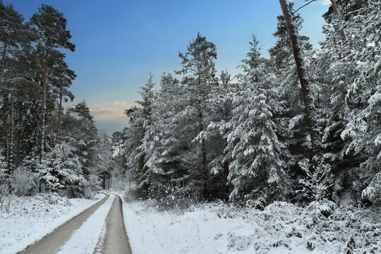 Wald,  Forst,  Waldlandschaft,  Winter